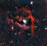 Primo piano della testa della Nebulosa Gabbiano