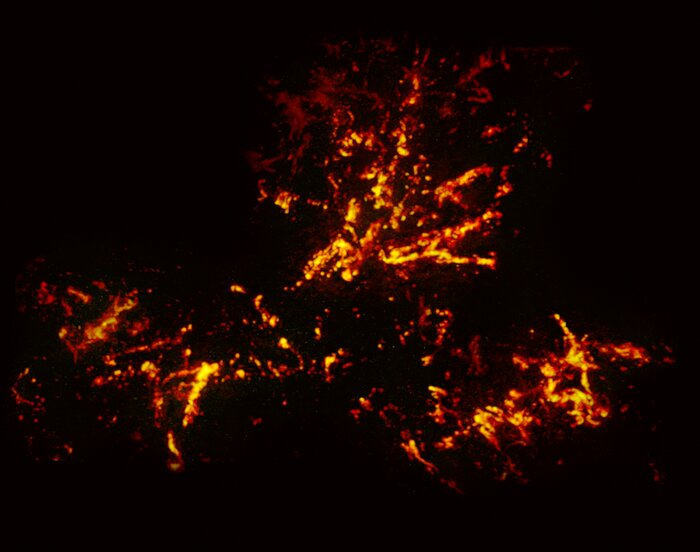 Imagem rádio da Nebulosa 30 Doradus com dados do ALMA