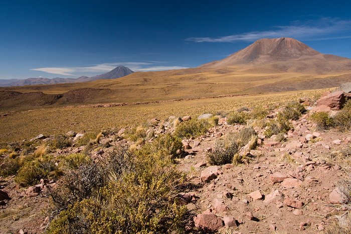 Vegetation on the ALMA site with Licancabur in the background