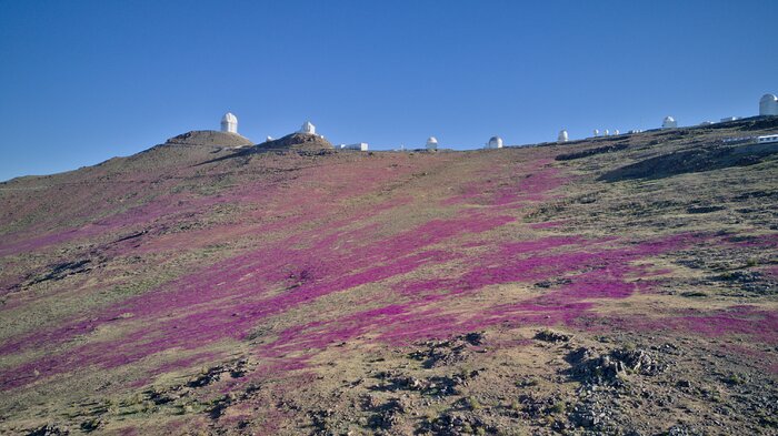 A landscape photograph of a desert mountain: brown, rocky terrain, with several white telescopes perched on top, peeking over the edge. Magenta flowers in bloom colour the otherwise barren landscape. The top third of the photo is taken up by the bright blue sky.