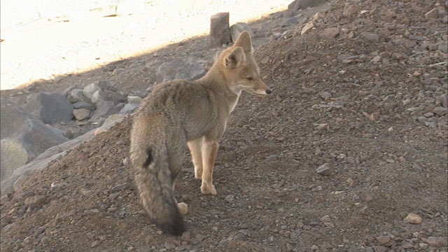 Fox on Cerro Paranal