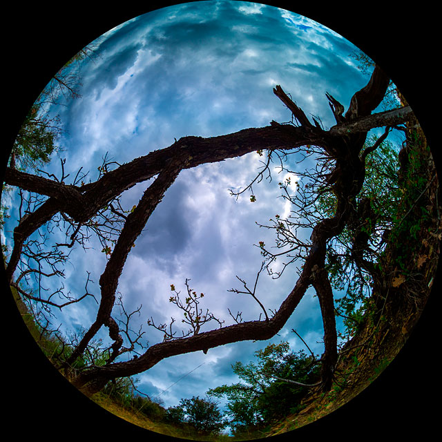 The sky seen from within a wood